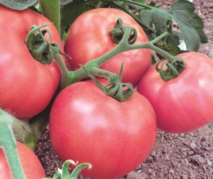 Variedades de tomate rosa, pouso e cuidados