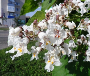 Catalpa, Landing and Care