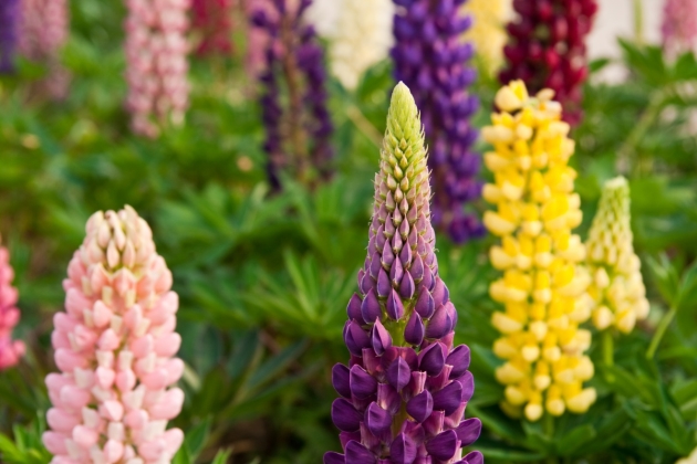 Lupines, Landing and Care