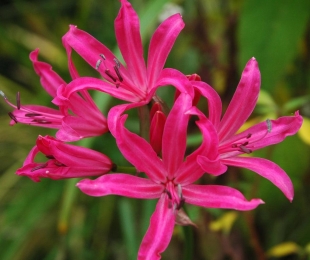 Nerine, Landing and Care