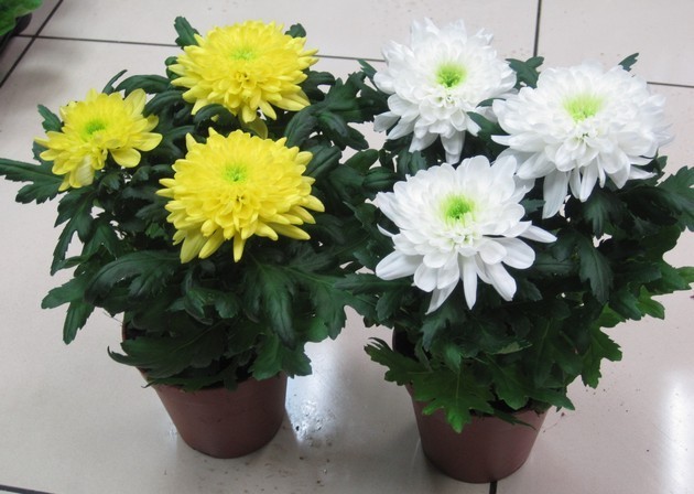 Chrysanthemum მთავარი, სადესანტო და ზრუნვა