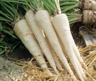 Parsley Root, Landing and Care