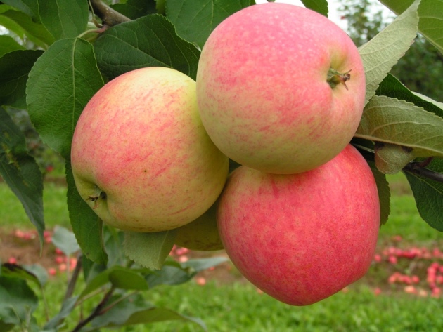 ต้นไม้แอปเปิ้ลในอูราลส์เชื่อมโยงไปถึงและดูแล