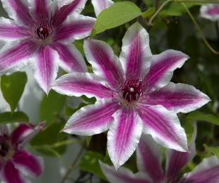 Clematis Andromeda, Landing and Care