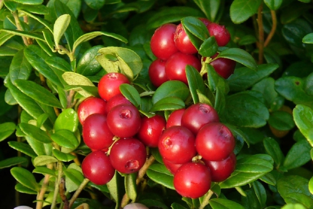 Cultivo de cranberry: sutilezas de pouso e cuidado