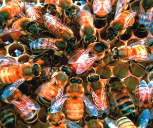 როგორ დაიჭიროთ swarm ფუტკარი
