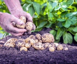 Batatas crescentes na tecnologia holandesa