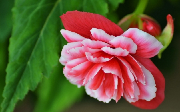 Begonia Tokluğu, İniş ve Bahçecilik