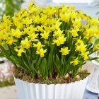Daffodil ในร่มการลงจอดและการดูแล