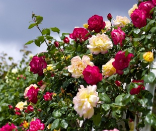Rosas de pleet na Sibéria, pousando e cuidados