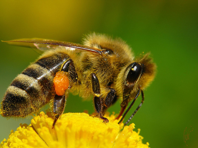 Plemenske čebele za začetnike: Nasveti in priporočila