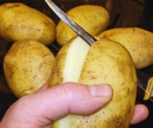 Batatas crescentes de estacas