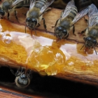 การให้อาหารฤดูหนาวของผึ้ง