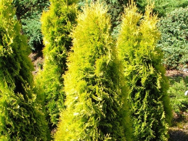 Thuja Amber, Landing and Care