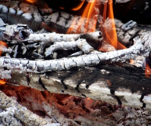 Como usar cinzas de madeira como um fertilizante