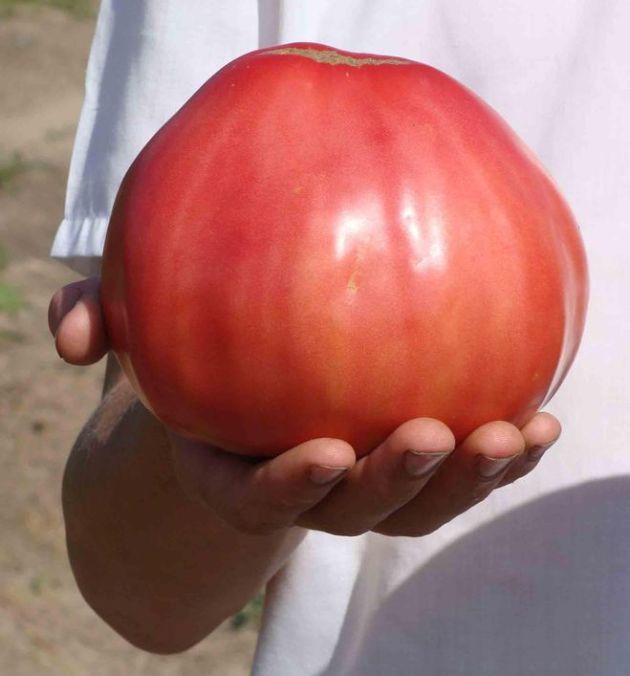 Bir domates. İniş, büyüyen ve bakım