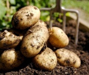 Faça uma boa colheita de batata