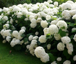 Hydrangea Tree Incredibly, Landing and Care