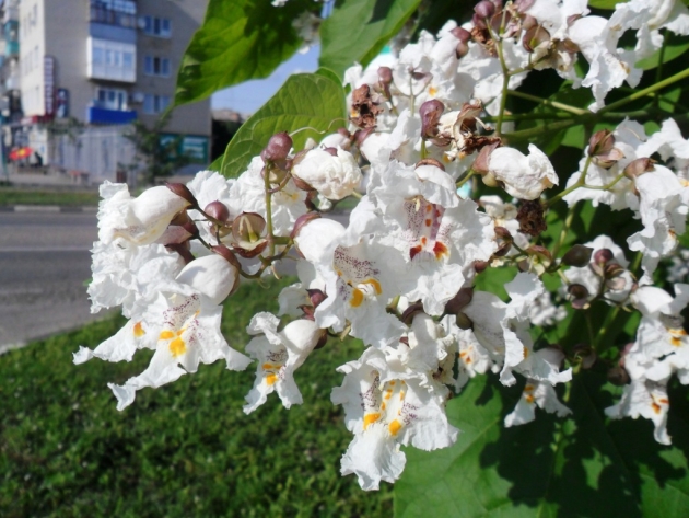 Catalpa, Landing and Care