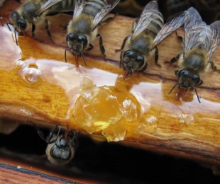 การให้อาหารฤดูหนาวของผึ้ง