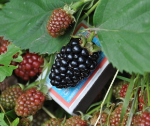 blackberry ไม่มี spikes, เชื่อมโยงไปถึงและดูแล