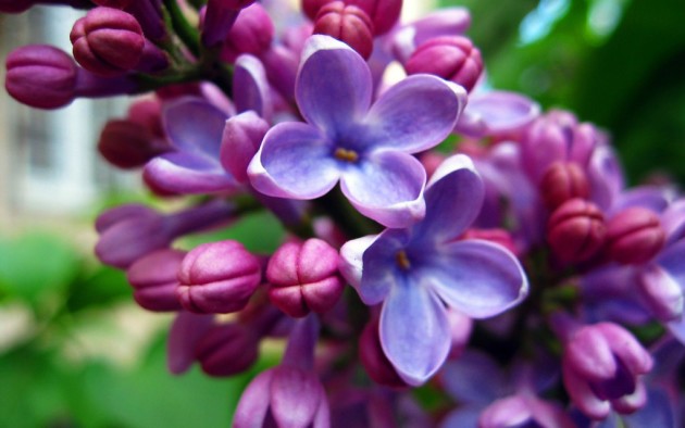 Lilac ฮังการีเชื่อมโยงไปถึงและดูแล