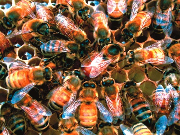 Как да хванеш пчелите на рояка