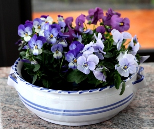 Pansies at home, landing and care