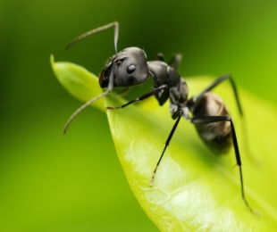 Bahçedeki karıncalar: Teslimat yolları