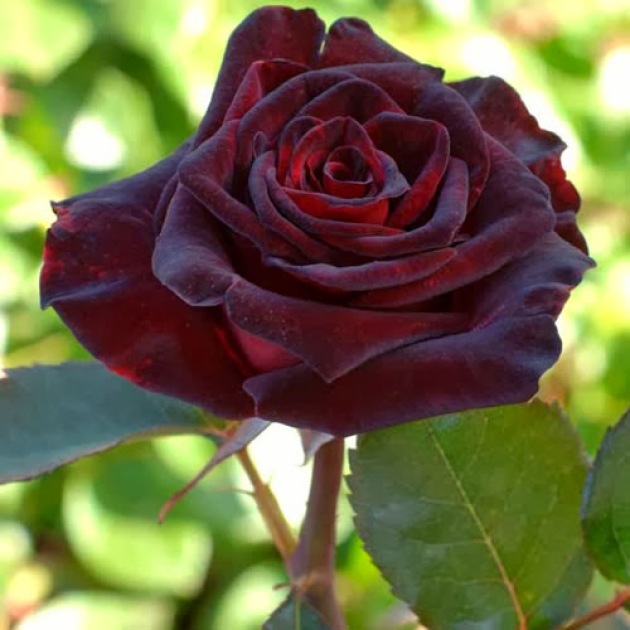 Rose Black Prince, pristátie a starostlivosť
