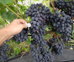 Código das uvas, pouso e cuidados