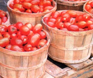 A quantidade no arbusto de tomates depende das raízes