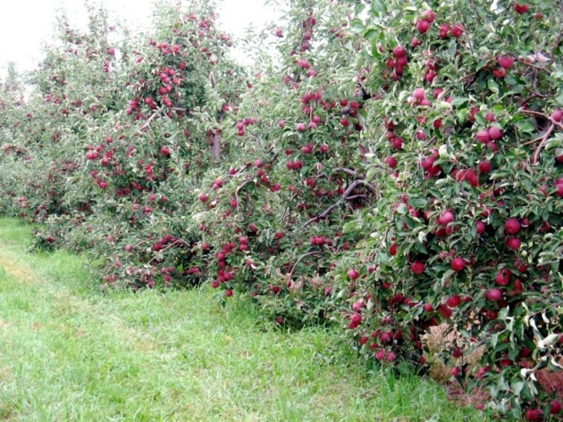 Dwarf Apple Ağaçları Kırpma: Adım Adım Talimat