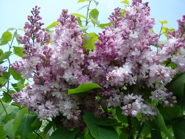 Stammer Lilac, Landing and Care