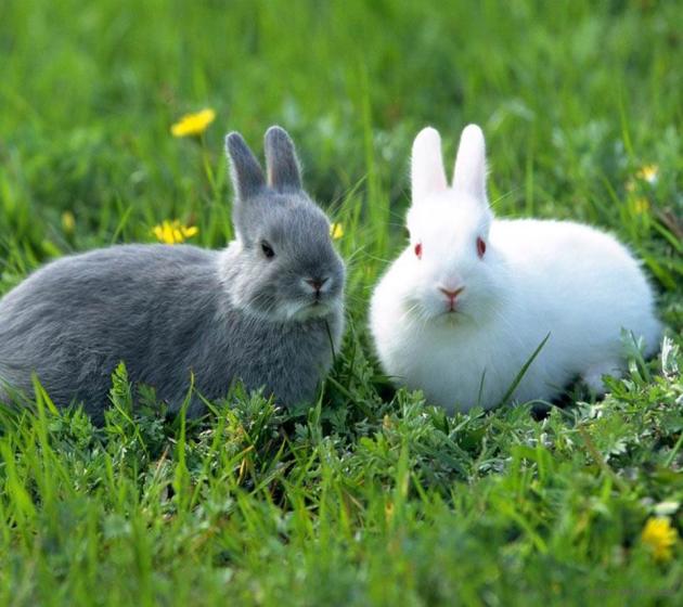 Кормушки и поилки устанавливаемые в клетки для кроликов
