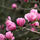 Magnolia Sulanja, pouso e cuidados