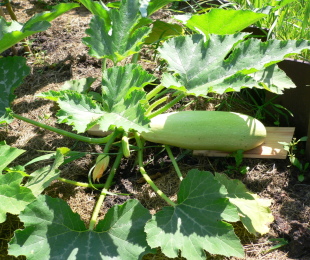 Zucchini huby, pristátie a starostlivosť