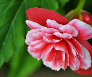Begonia Dureza, pouso e jardinagem