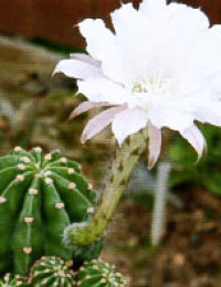 Цветение эхинопсиса