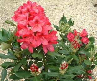 Rhododendron Nova Embaixador, pouso e cuidados