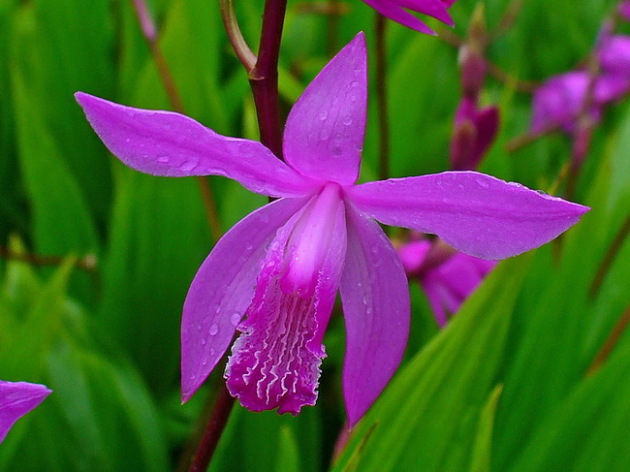 Bletilla, Landing and Care