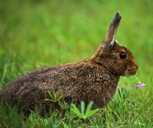 Захранващите и пиячите за зайци го правят сами