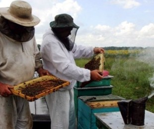 Mobile пчелин със собствените си ръце