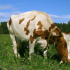 Tecnologia e metodi di coltivazione di vitelli
