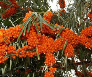 Sea Buckthorn, Landing and Care