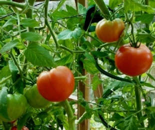 Как да се свърже домати