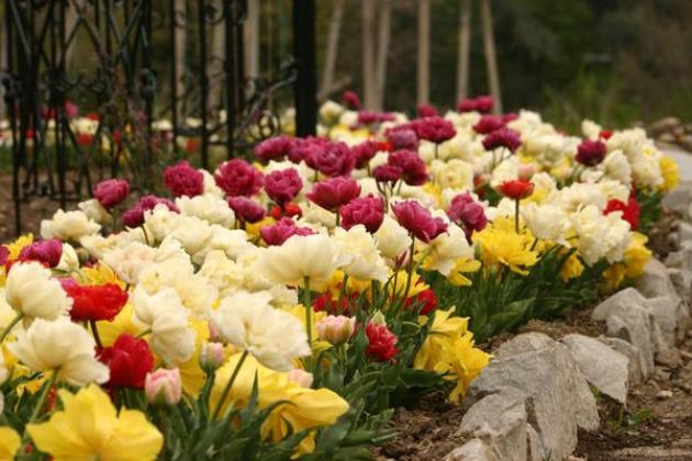 Terry tulipány, pristátie a starostlivosť