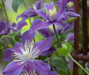 Clematis Арабела, кацане и грижи