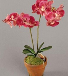 Starostlivosť o orchidey