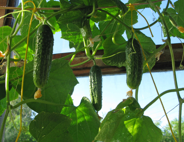 Pepinos em crescimento na varanda: variedades, pouso e cuidados